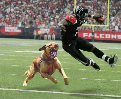 michael_vick_dog.jpg