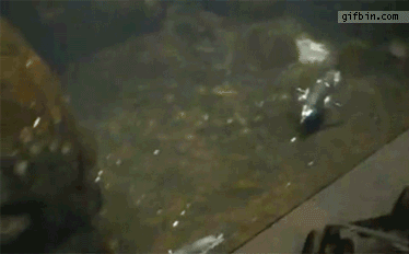 abd-61.gif