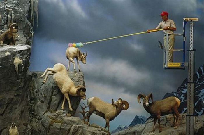 goatwasher.jpg