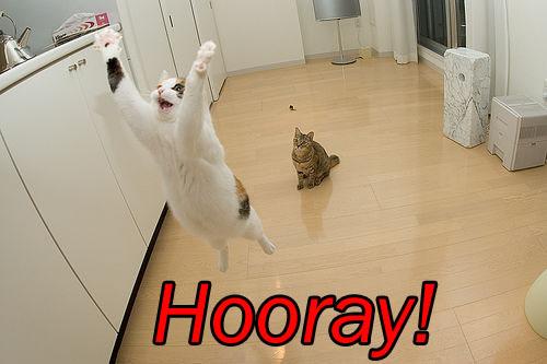 cat_saying_hooray.jpg