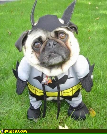 its_bat_dog.jpg