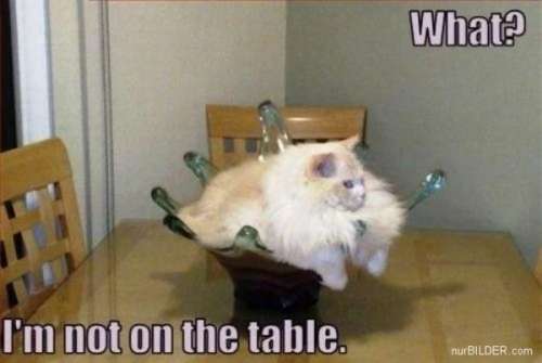 funny_animals_6.jpg