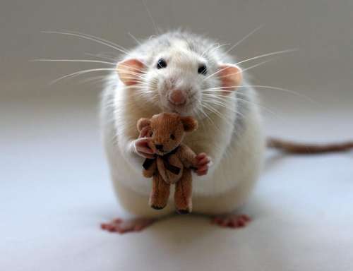 funny_animals_8.jpg