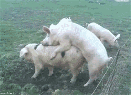 ACfOe.gif