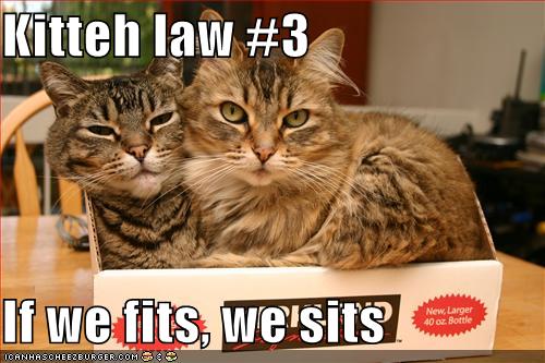 kittehlaw3i128629646296272299.jpg