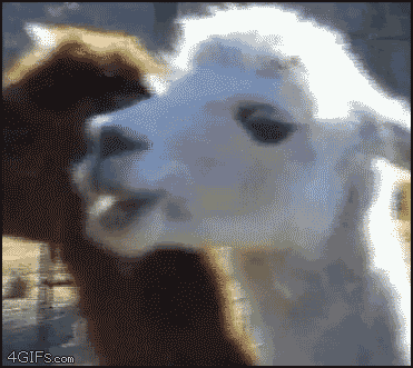 b8VF3.gif