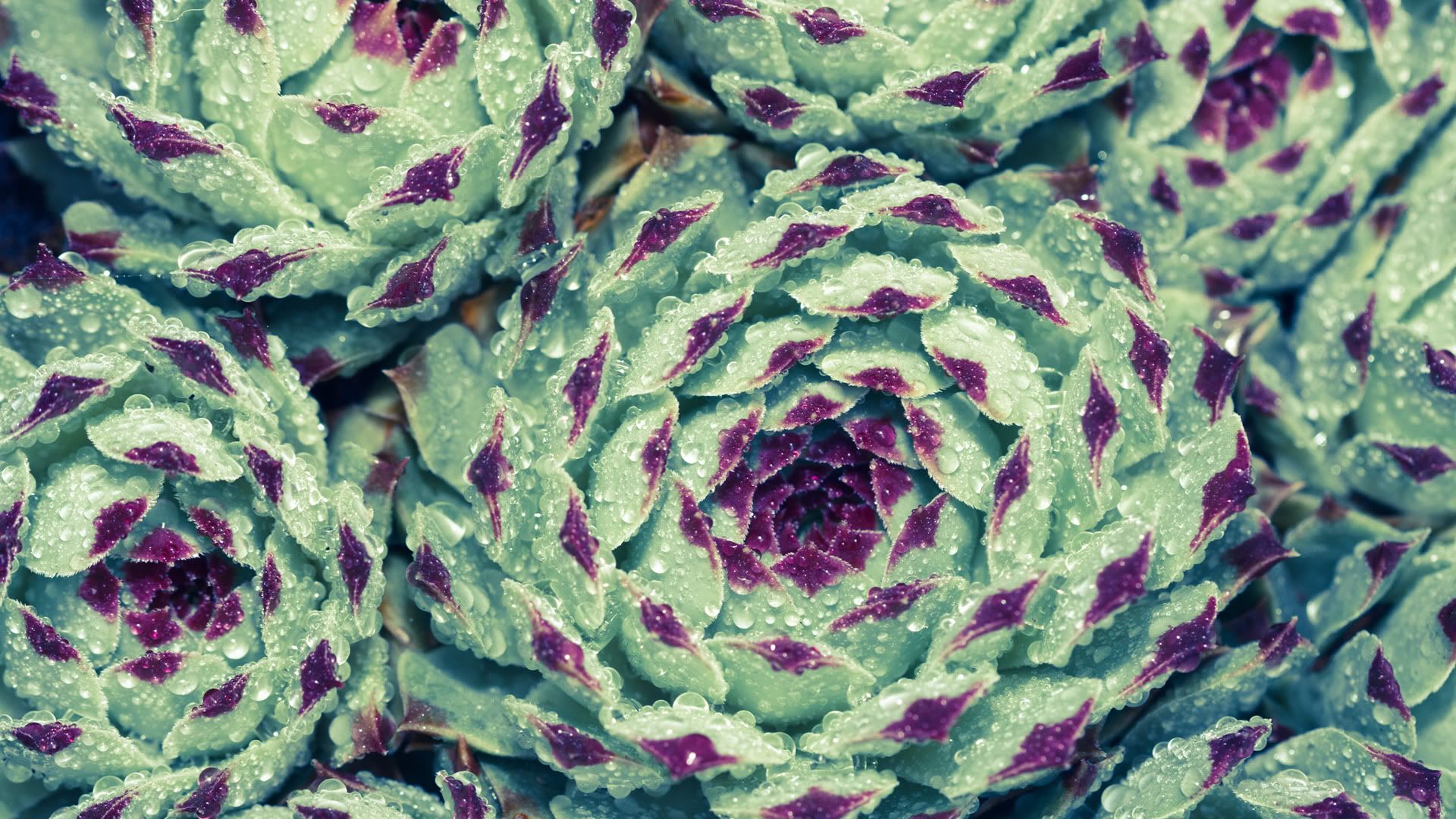 02703_succulentsraindrops_1920x1080.jpg