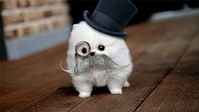 funny_kitten.jpg