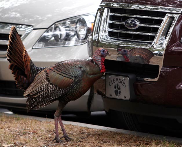 turkey_admiring_self_in_car_bumper_lg.jpg