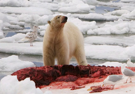 polar-bear.jpg