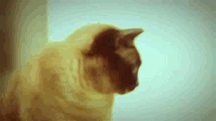 IXudx.gif