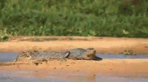 EW3Y3N2.gif