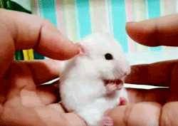 zcQ17.gif