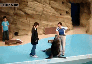 1309515885_sea_lion_owns_tourist.gif