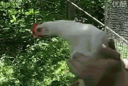 GVkKF.gif