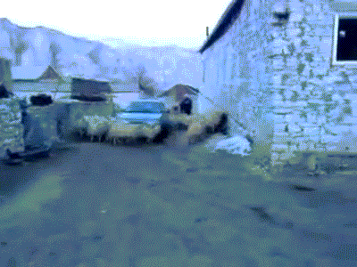 1a31M.gif