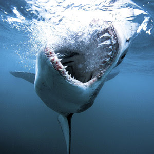 th_Shark_080123033854398_wideweb__300x300,1.jpg