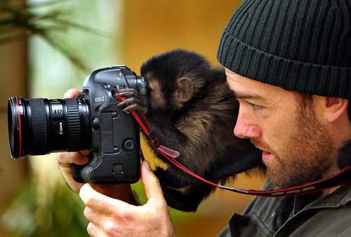 Monkey+Taking+A+Picture.jpg