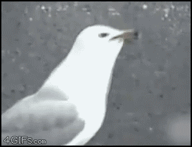abd-337_zps26051b0c.gif