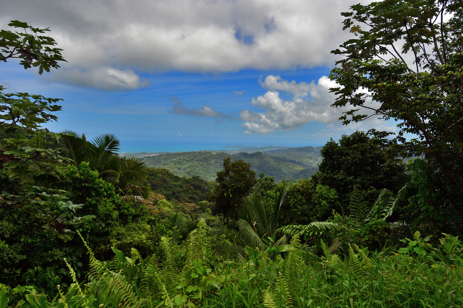 puertoricorainforest.jpg