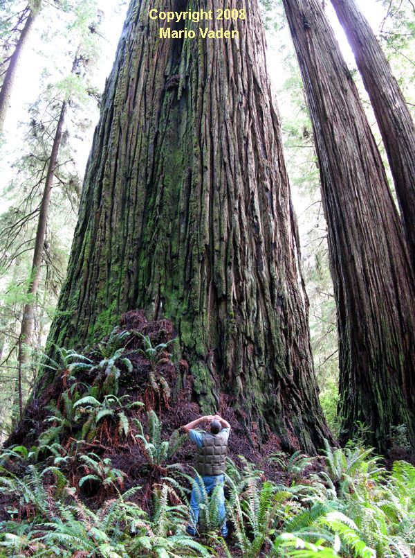 24185d1217001967-avenue-giants-humboldt-county-pano_monarch_600-copy.jpg