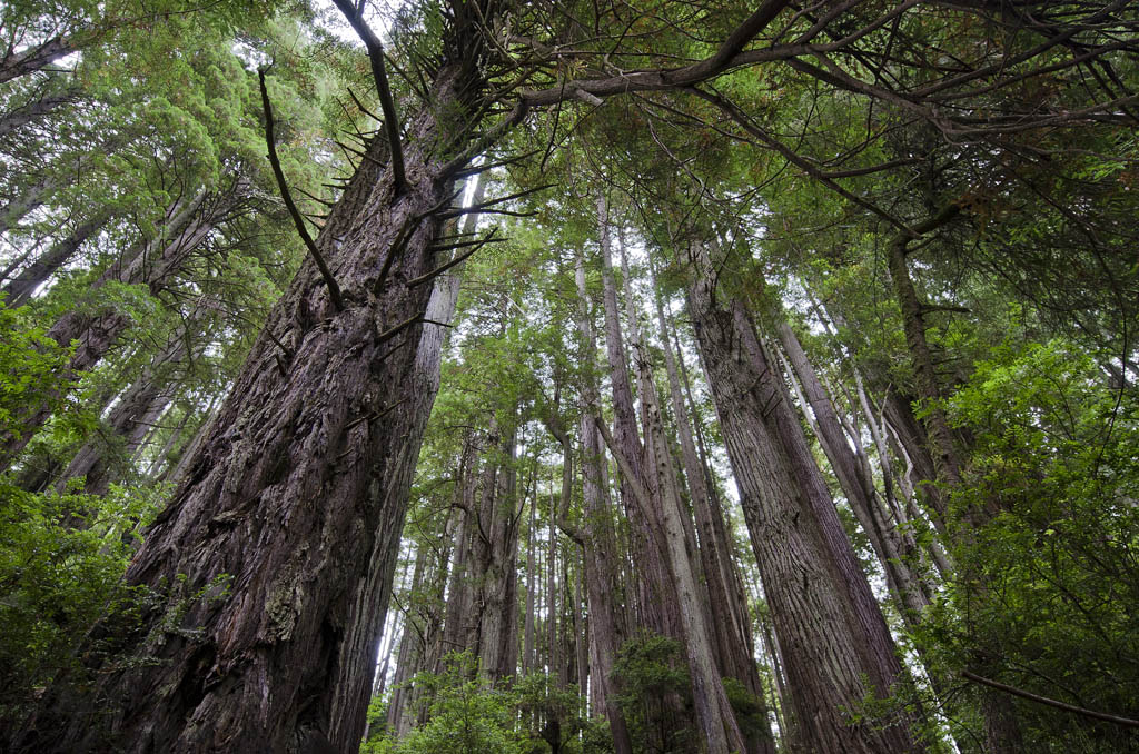 redwoodnationalforest.jpg