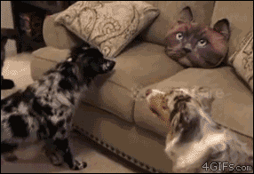 01-funny-gif-339-dogs-hate-cat-head-pillow.gif