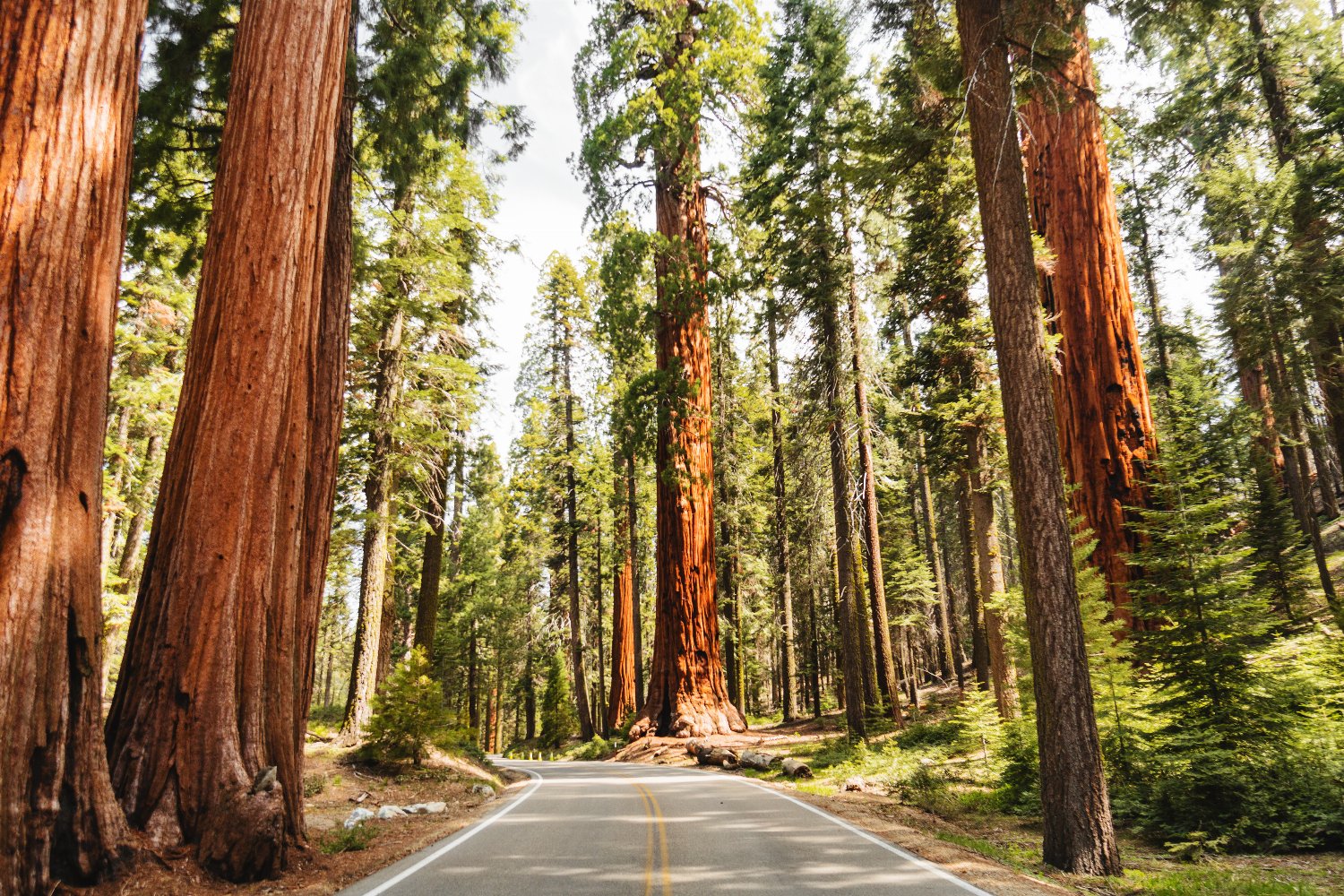 redwood-national-park-forest-road.jpg.fallback.jpg
