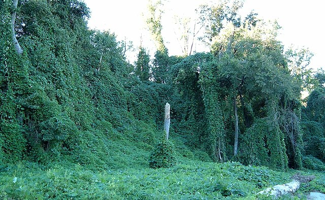 640px-Kudzu_on_trees_in_Atlanta%2C_Georgia.jpg