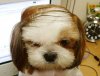donald-trump-dog.jpg