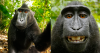 615x330_monkey.png 615x330_monkey.png