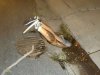 drunk-in-drain.jpg drunk-in-drain.jpg