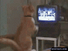 funny-gifs-boxing-match-cat.gif