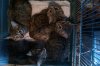 4 kittens.jpg 4 kittens.jpg