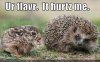 funny-pictures-bunny-porcupine-flavor.jpg