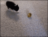 Cat toy force field.gif