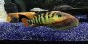 fish1.jpg