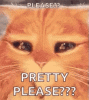 pretty please.gif